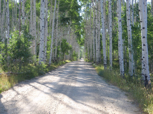 Quietly Famous, Aspen Alley, WY